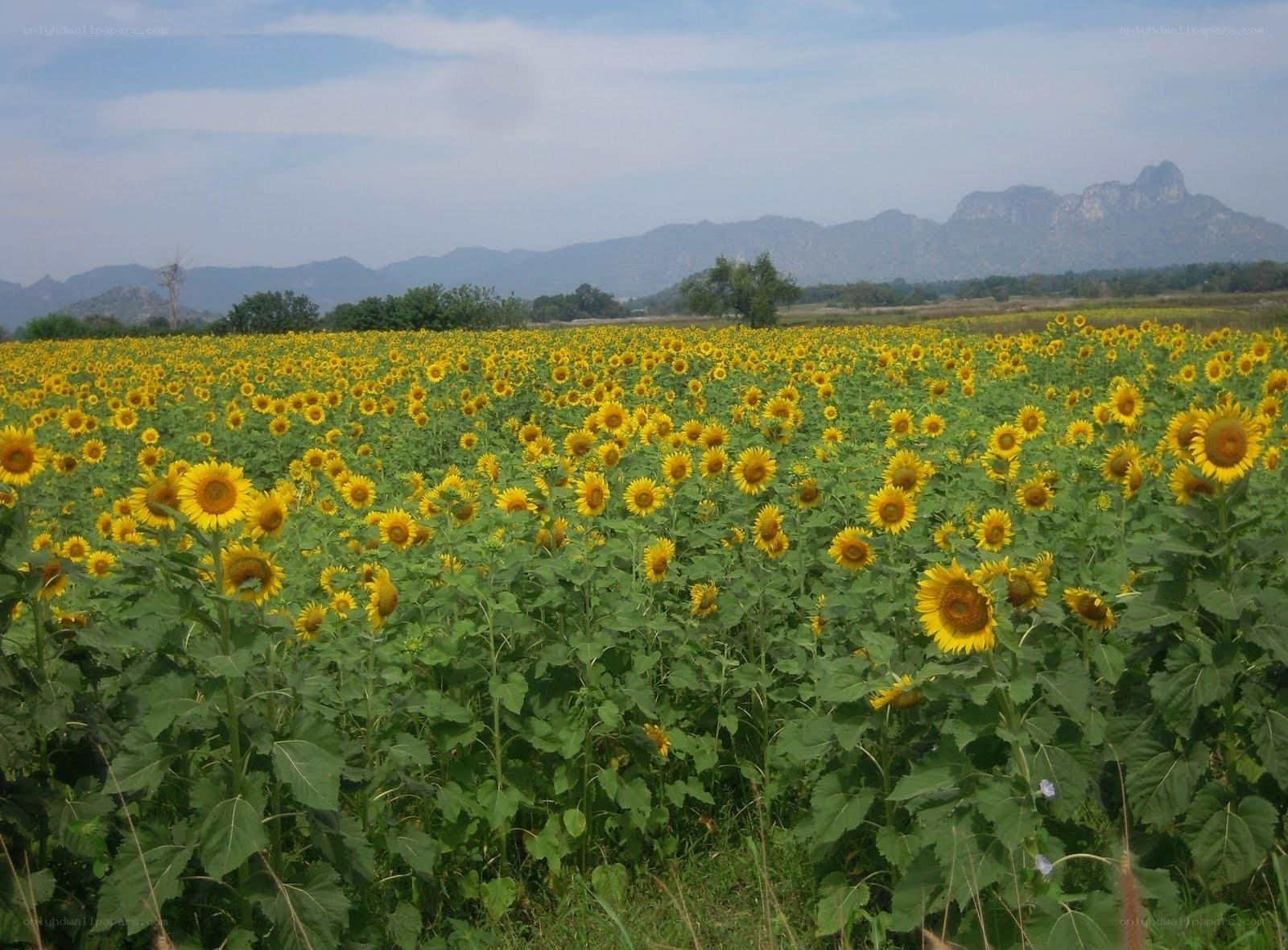 Sunflower field with mountains