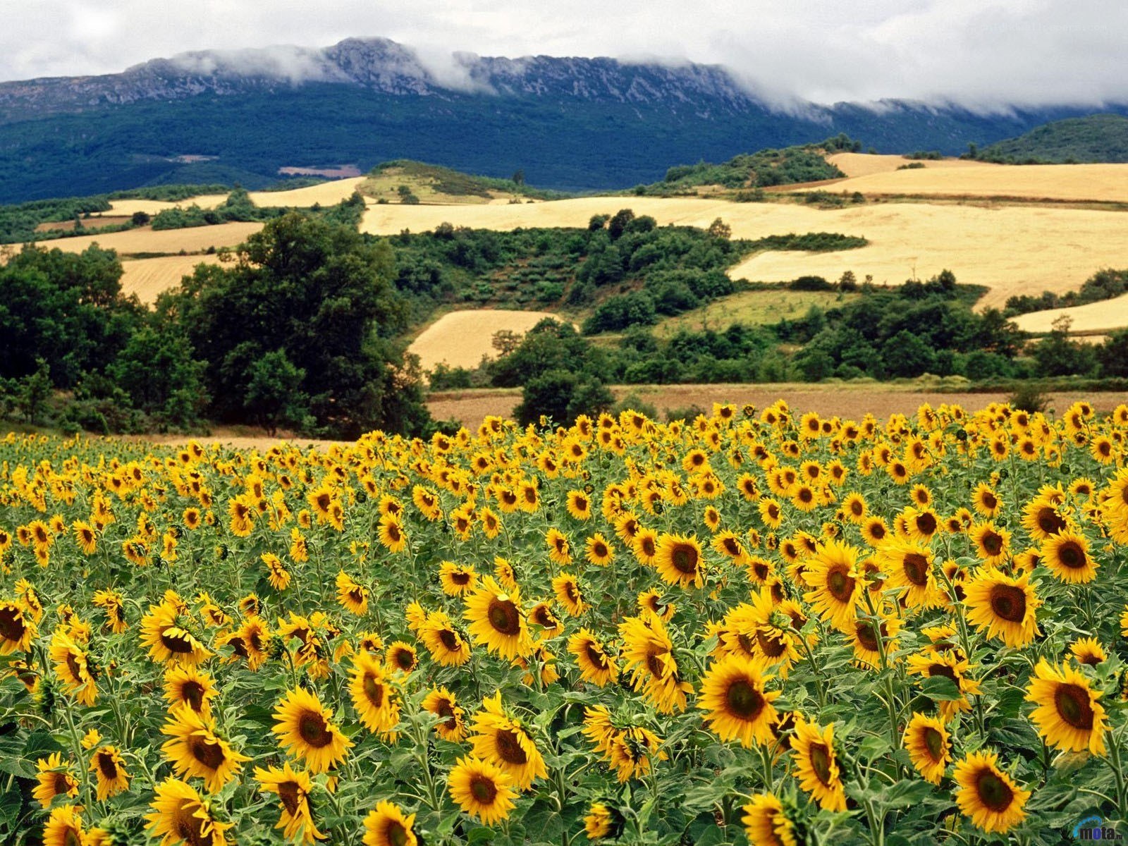 Sunflower field with mountains