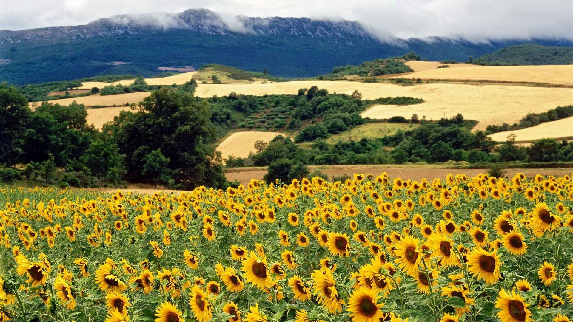 Sunflower field with mountains