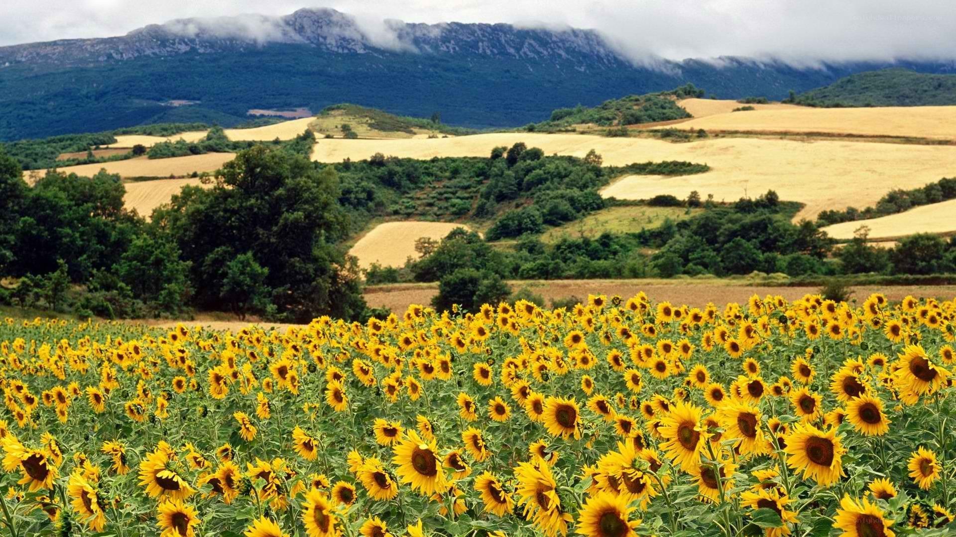 Sunflower field with mountains