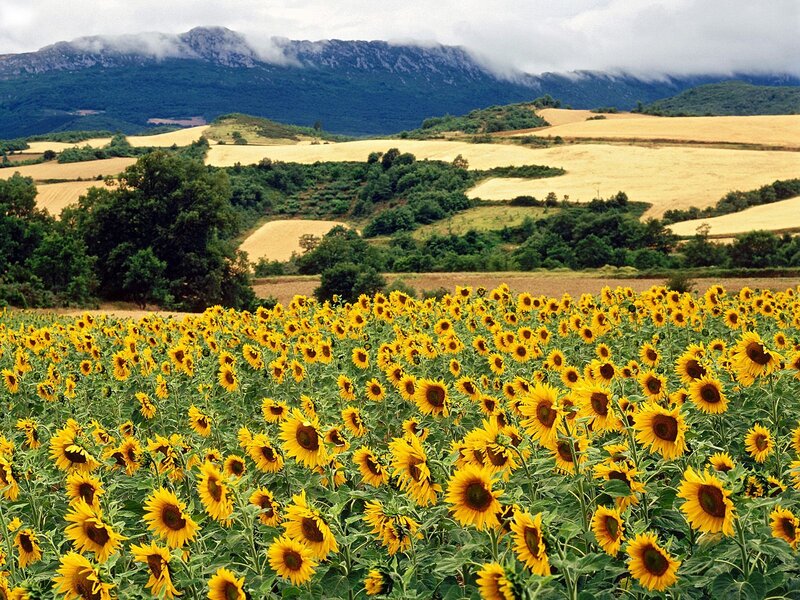 Sunflower field with mountains