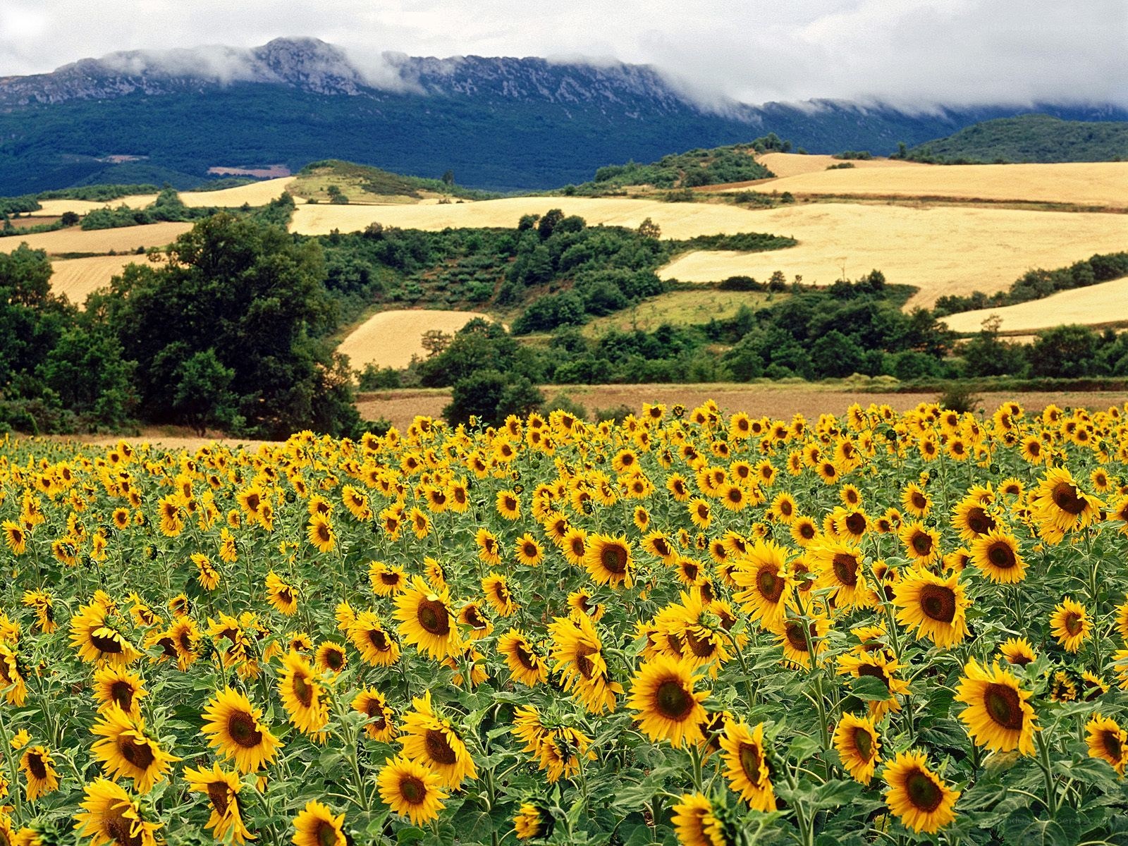 Sunflower field with mountains
