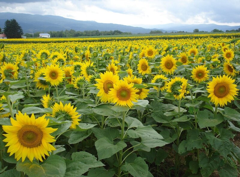 Sunflower field with mountains