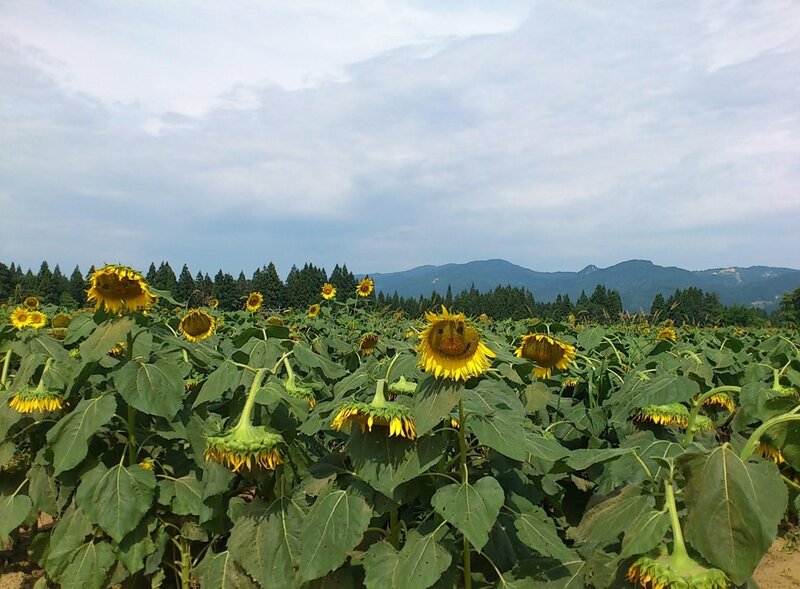 Sunflower Field with Mountains — Yellow, Serene, Afternoon, Photograph