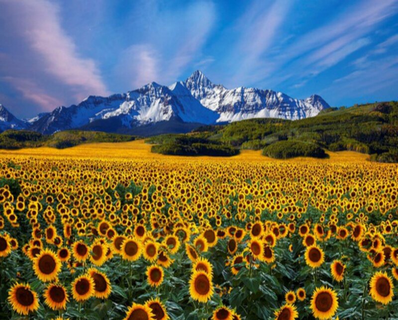 Sunflower Field with Mountains — Yellow, Serene, Afternoon