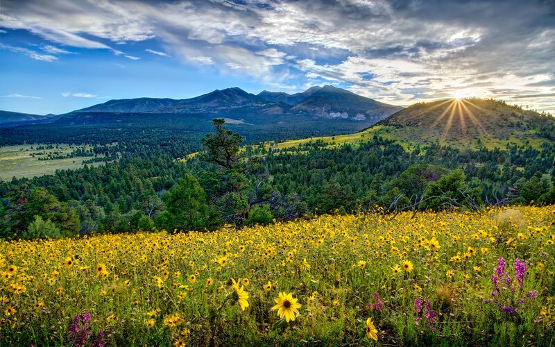 Sunflower Field with Mountains — Yellow, Serene