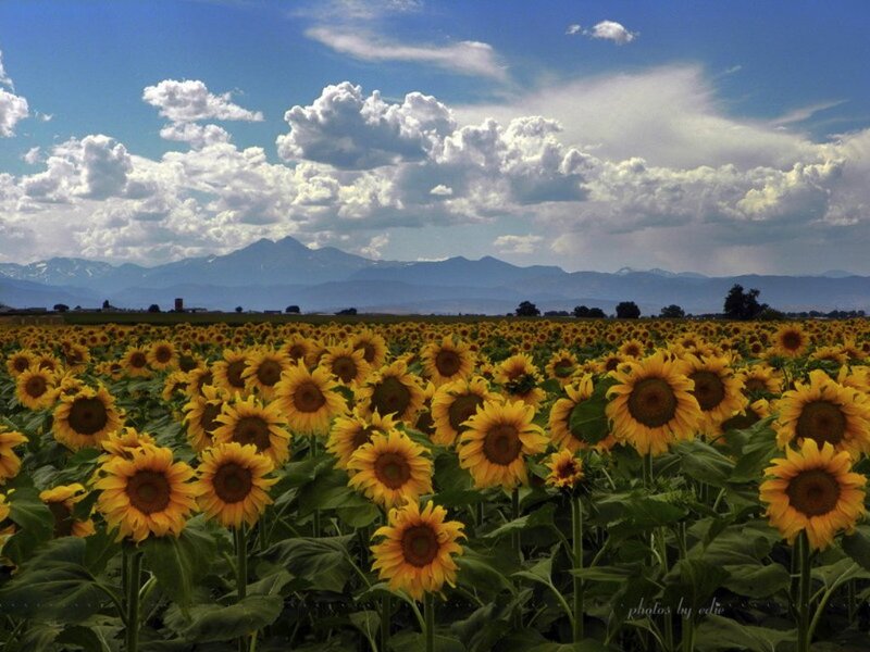 Sunflower Field with Mountains — Yellow