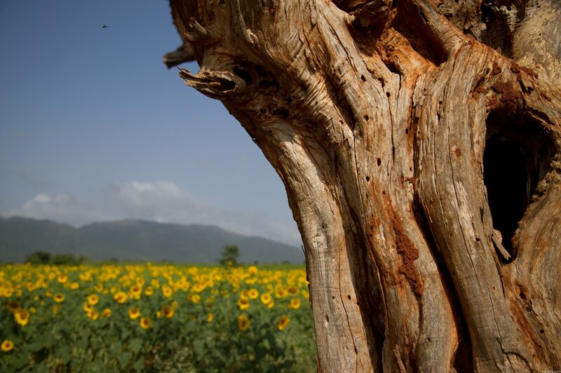 Sunflower field with old tree
