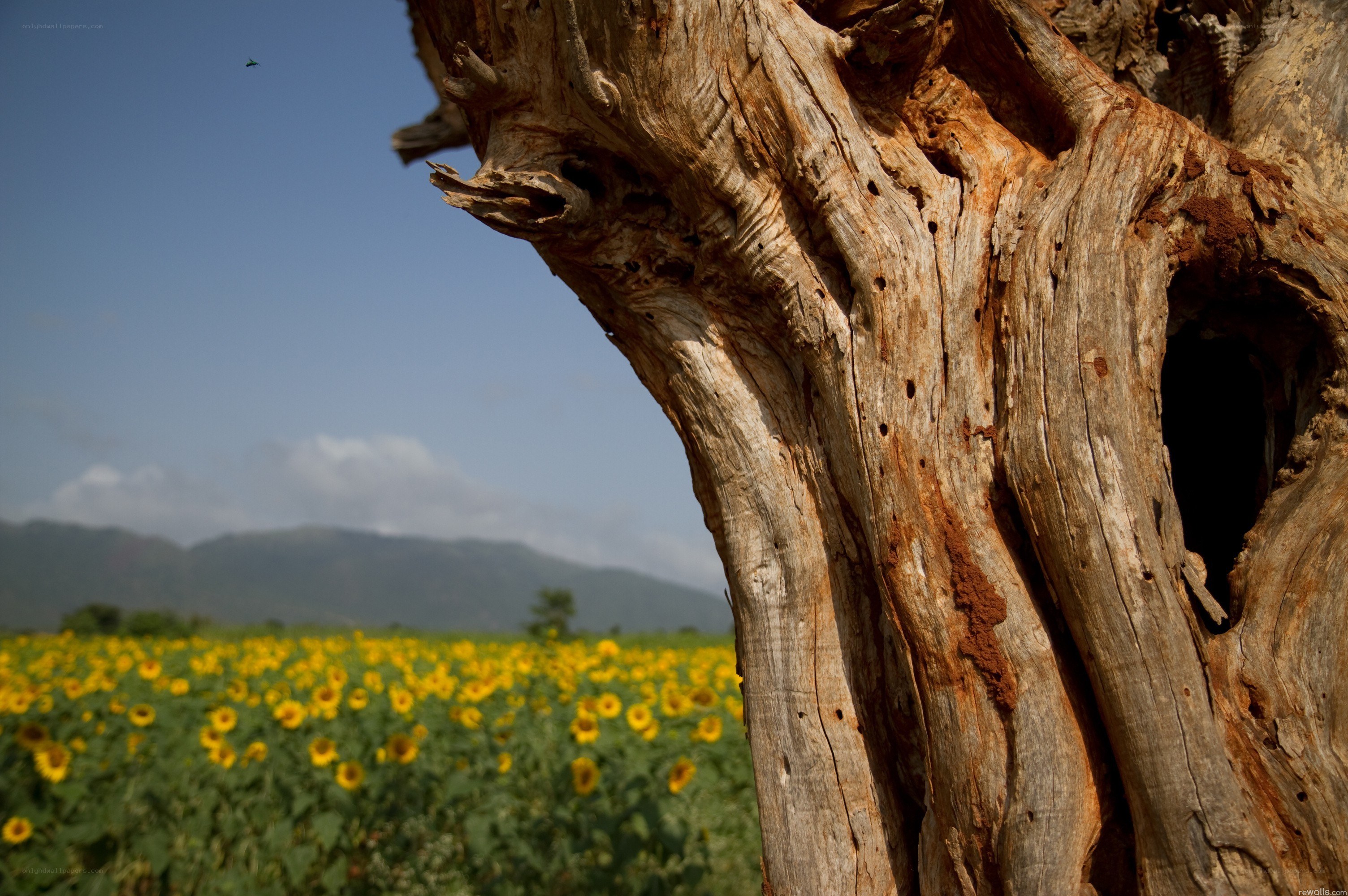 Sunflower field with old tree