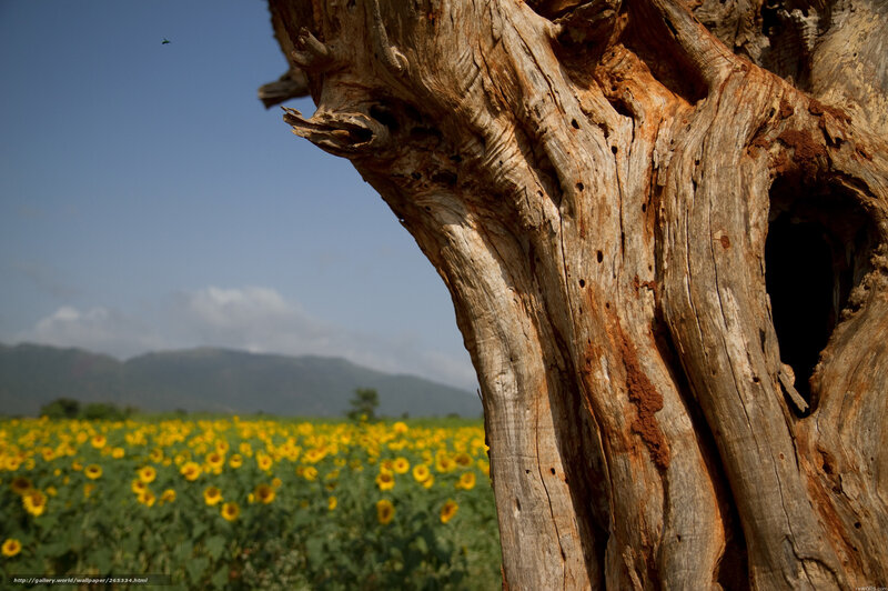 Sunflower field with old tree