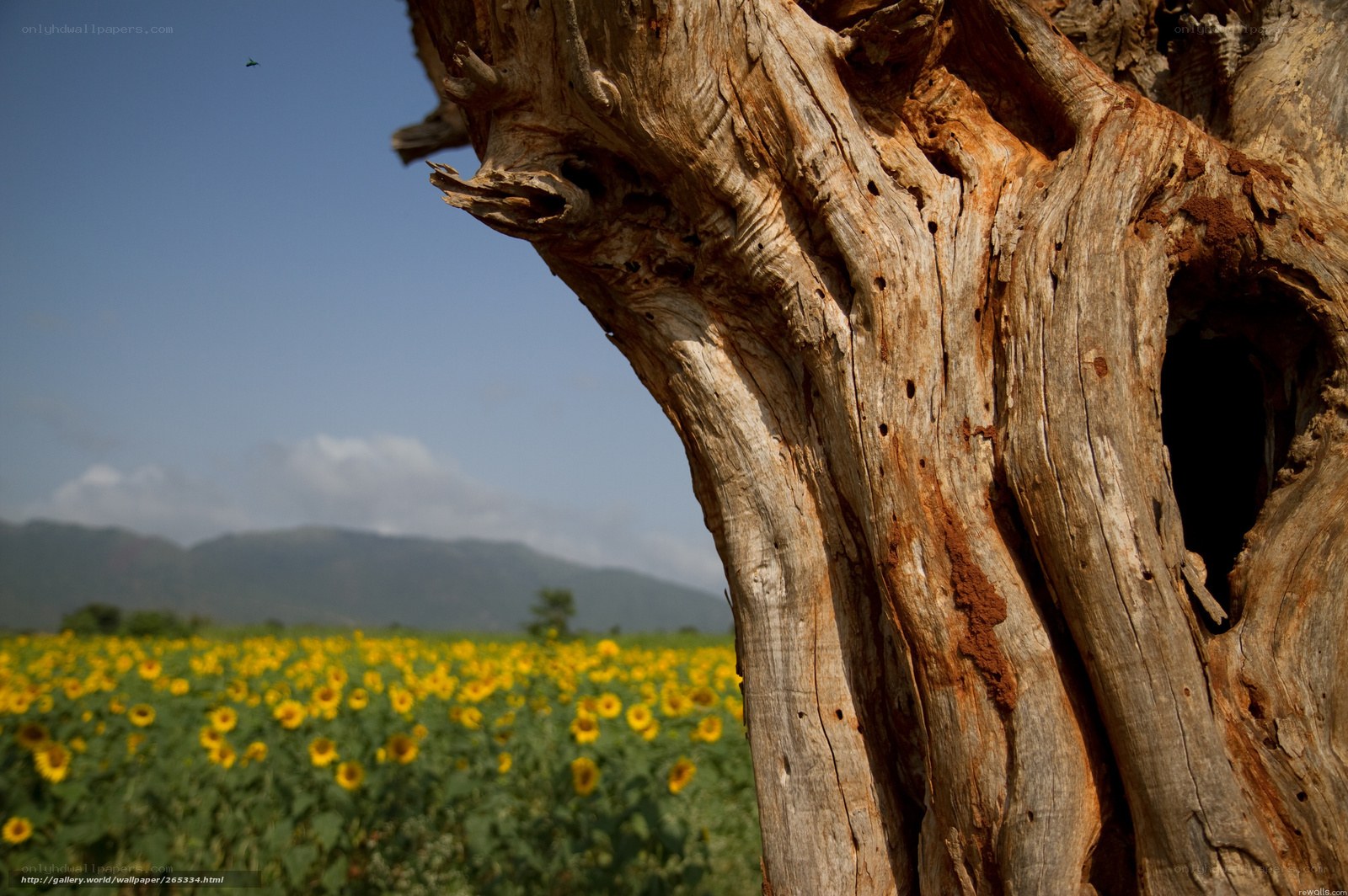 Sunflower field with old tree