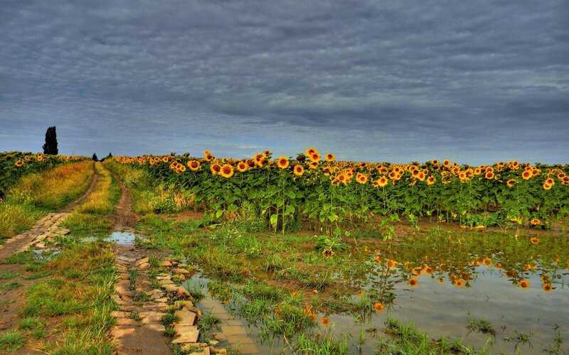 Sunflower Field with Path