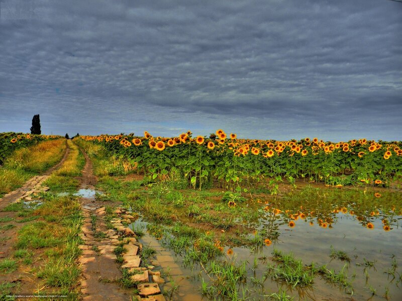 Sunflower Field with Path — Yellow