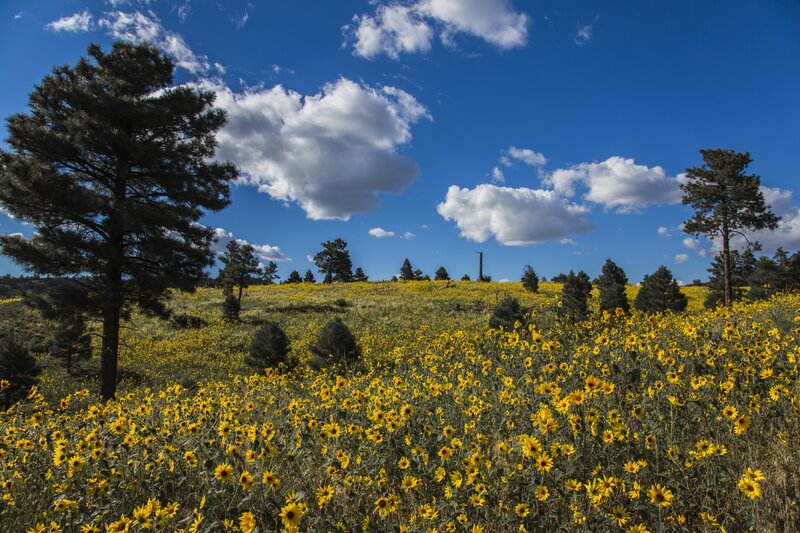 Sunflower Field with Pine Trees