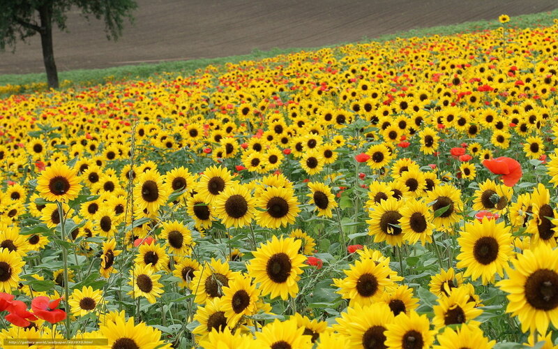 Sunflower Field with Poppies — Yellow, Serene