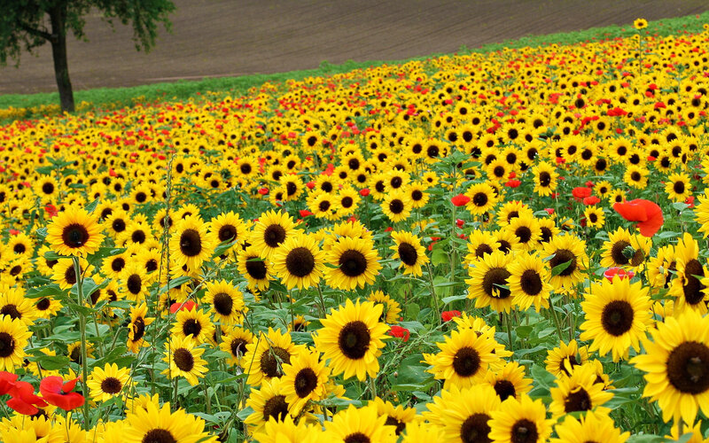 Sunflower Field with Poppies — Yellow
