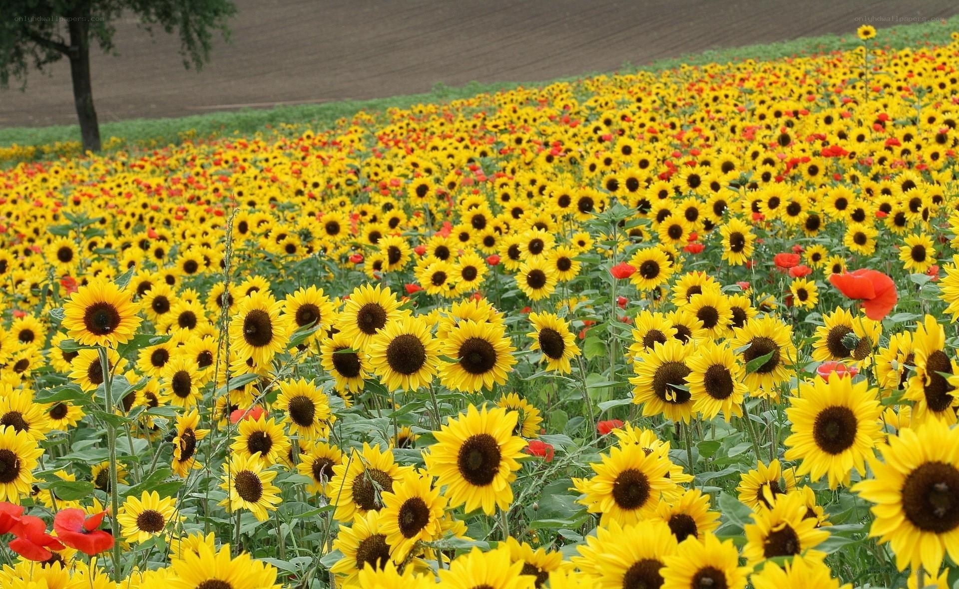 Sunflower field with poppies