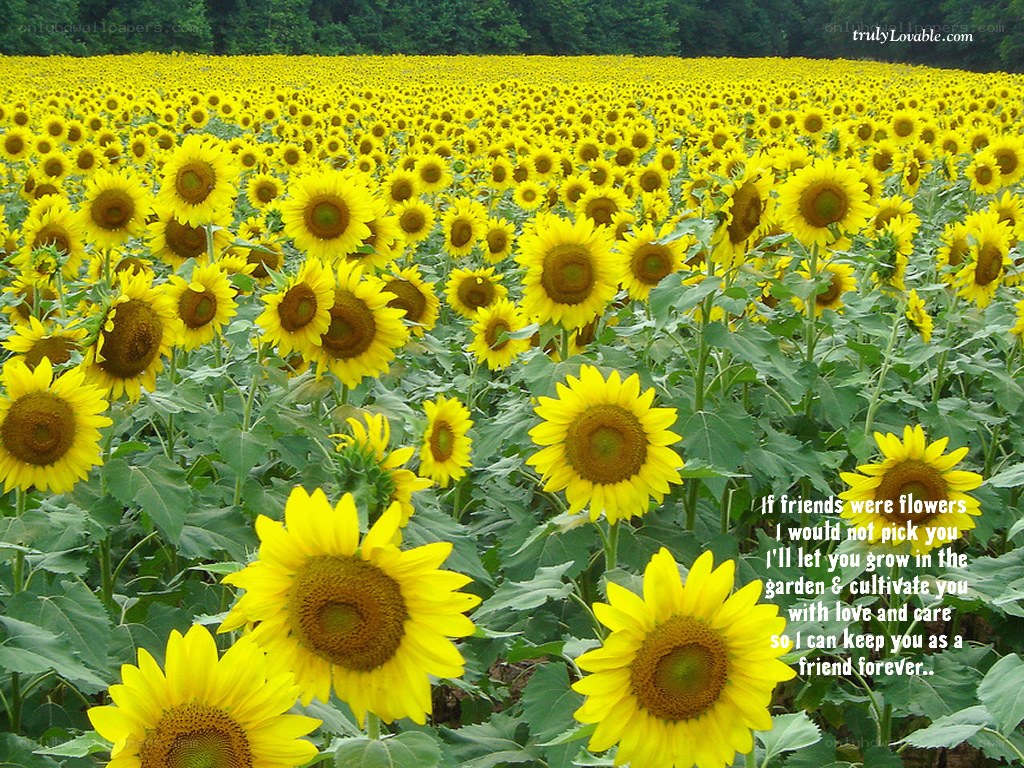 Sunflower field with quote