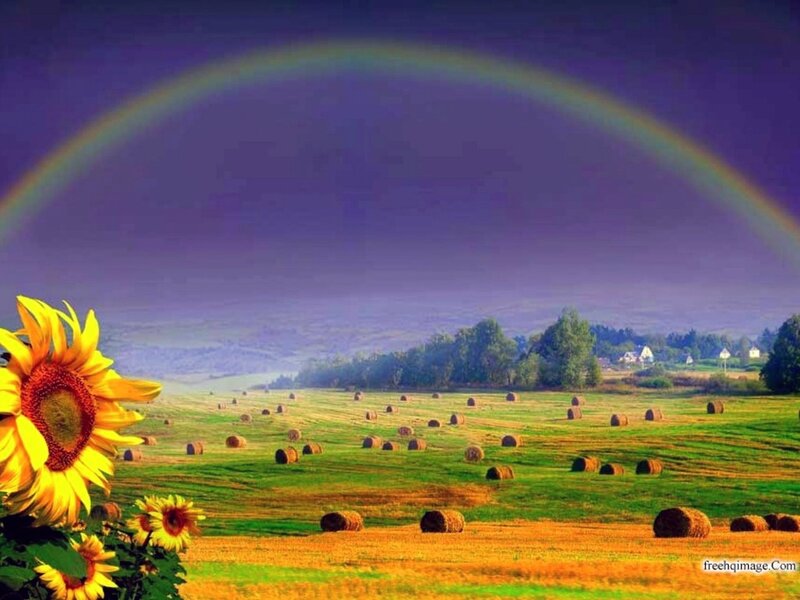 Sunflower Field with Rainbow