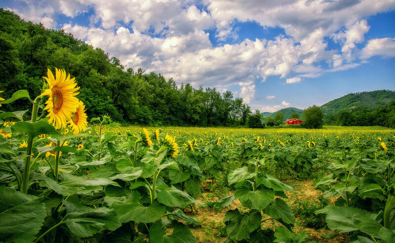 Sunflower Field with Red Barn