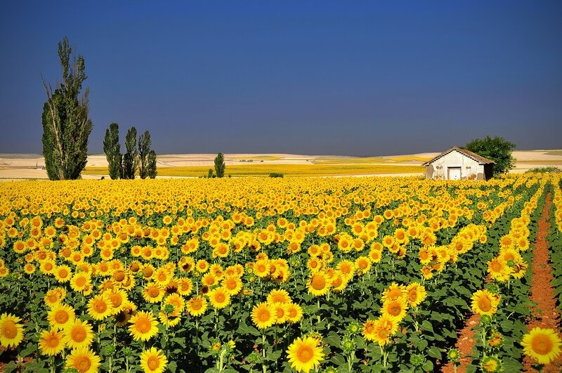 Sunflower Field with Shed