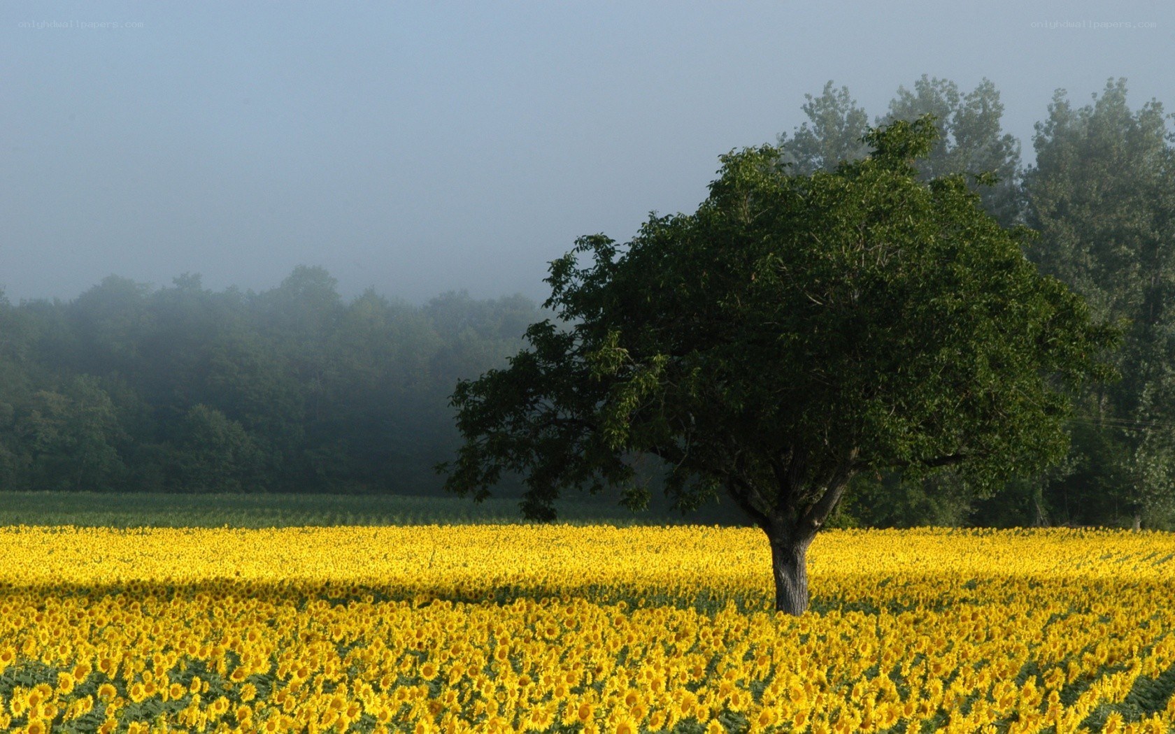 Sunflower field with solitary tree