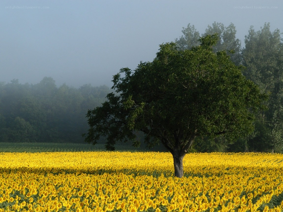Sunflower field with solitary tree
