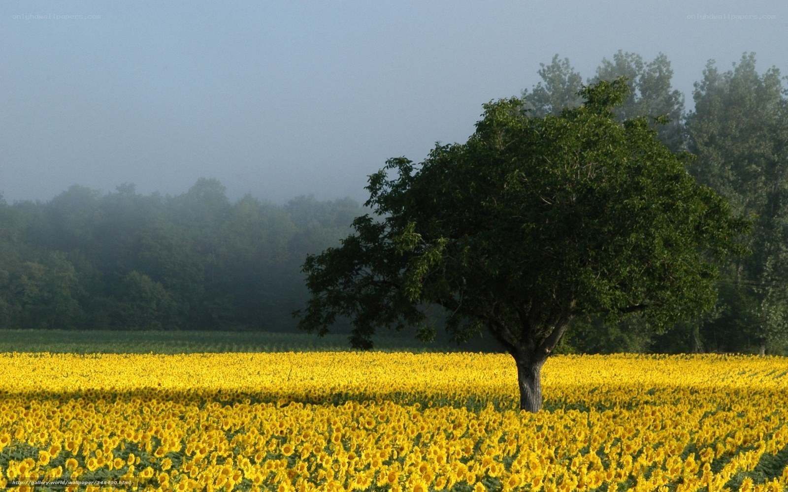Sunflower field with solitary tree