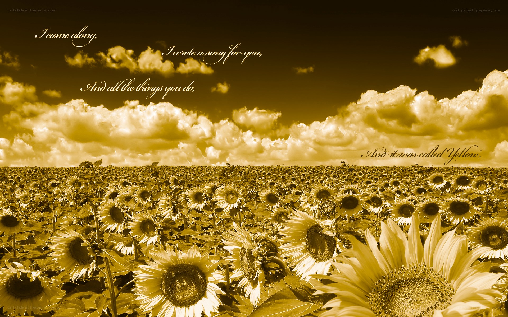 Sunflower field with song lyrics