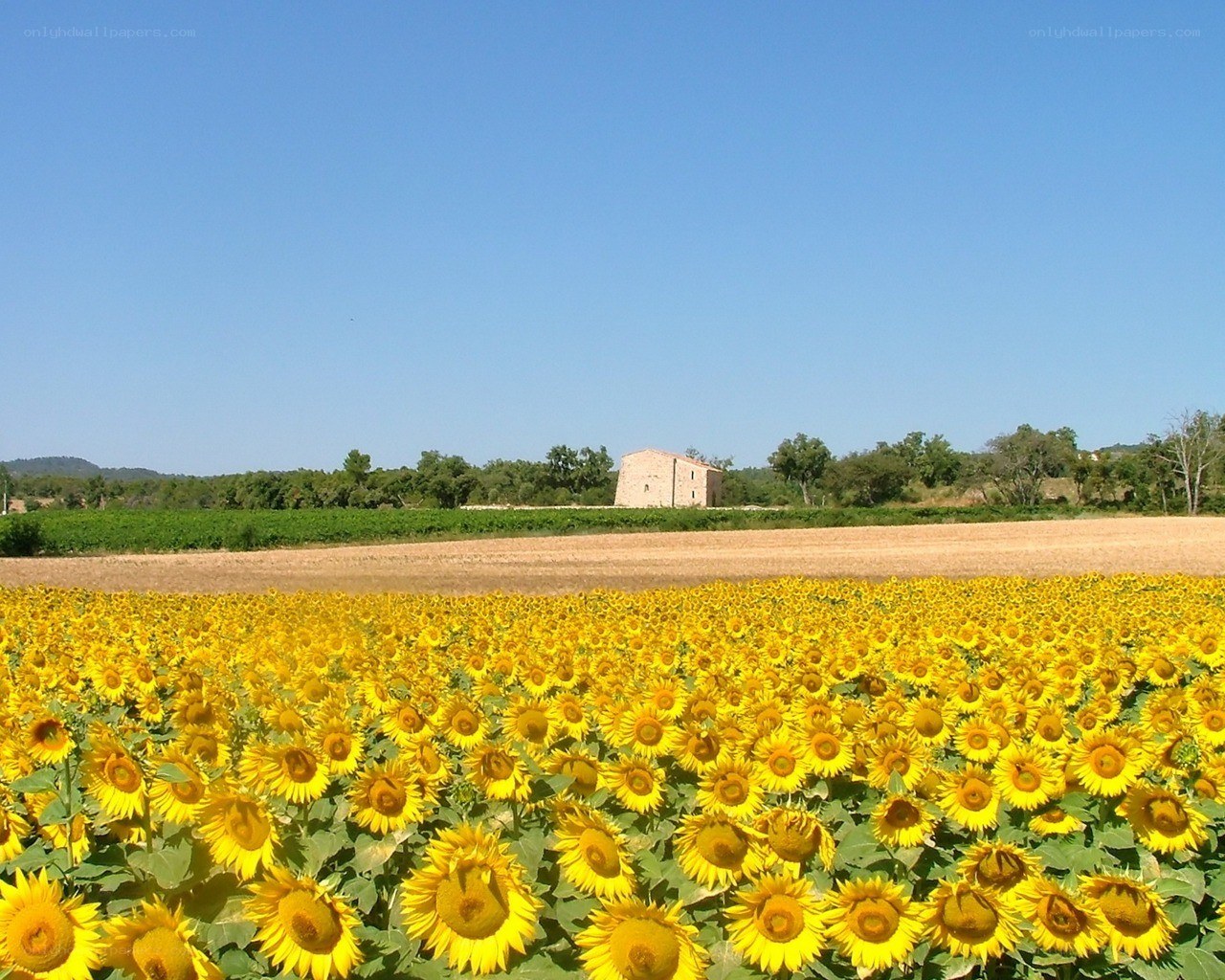 Sunflower field with stone building