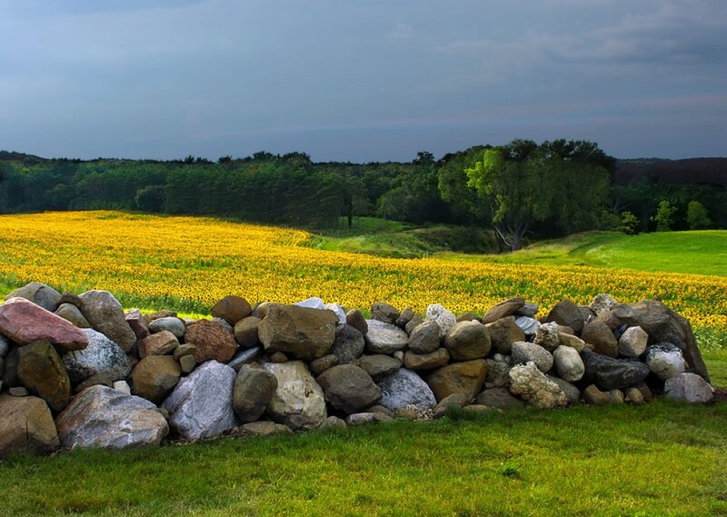 Sunflower Field with Stone Wall