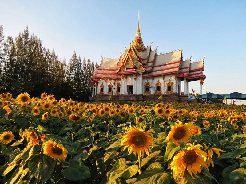 Sunflower Field with Temple