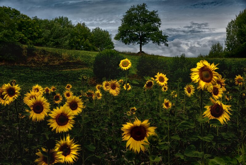 Sunflower Field with Tree — Yellow, Dramatic