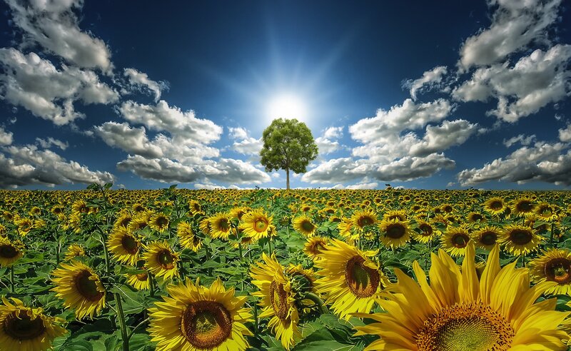 Sunflower Field with Tree — Yellow, Serene
