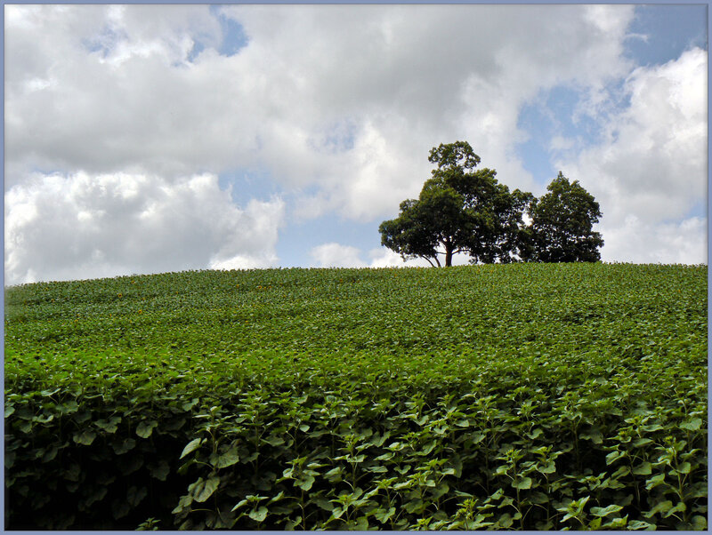 Sunflower Field with Trees — Green