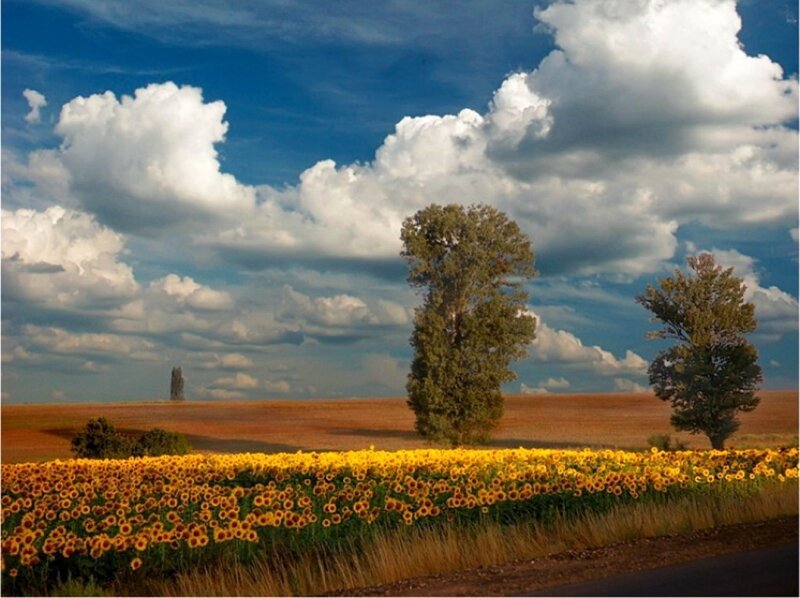 Sunflower Field with Trees