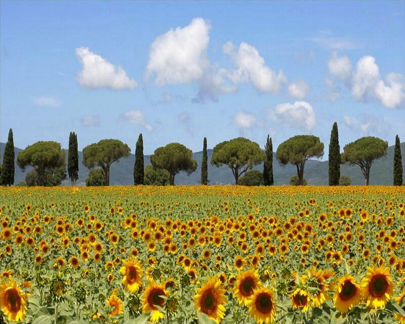 Sunflower Field with Trees — Yellow