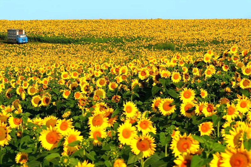 Sunflower field with truck