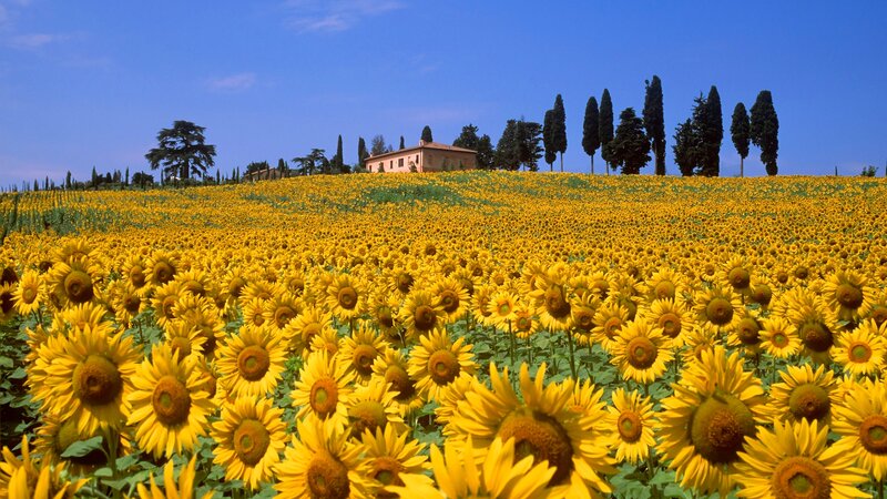 Sunflower Field with Villa
