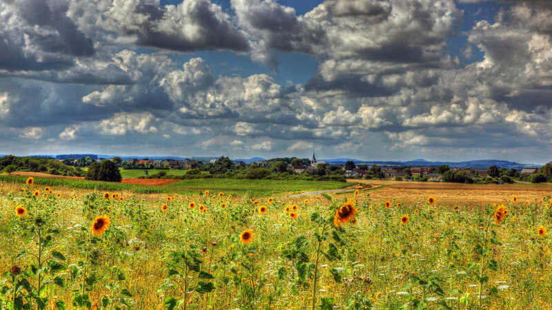 Sunflower Field with Village