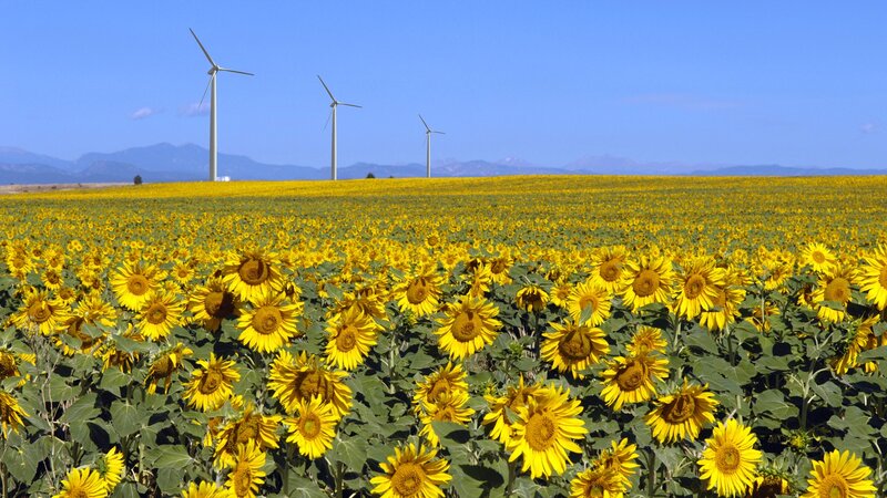 Sunflower field with wind turbines