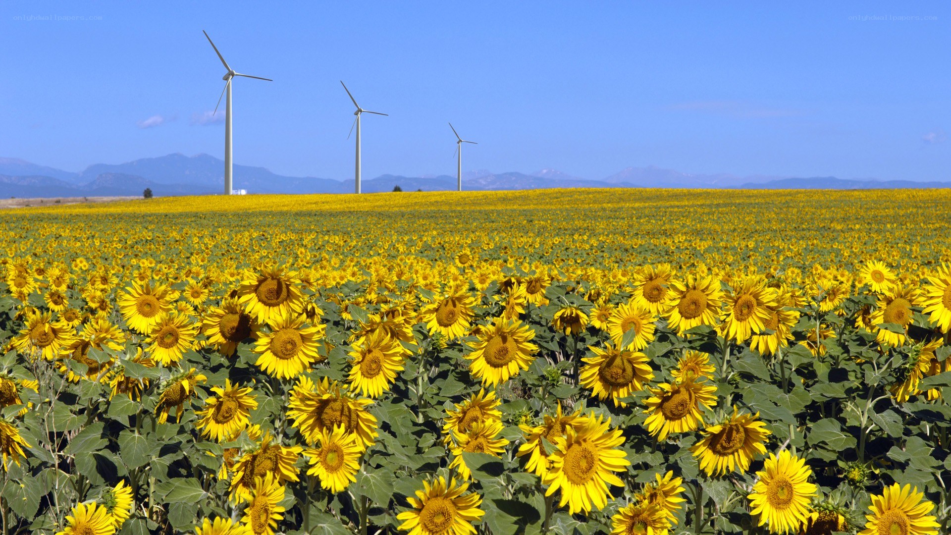 Sunflower field with wind turbines