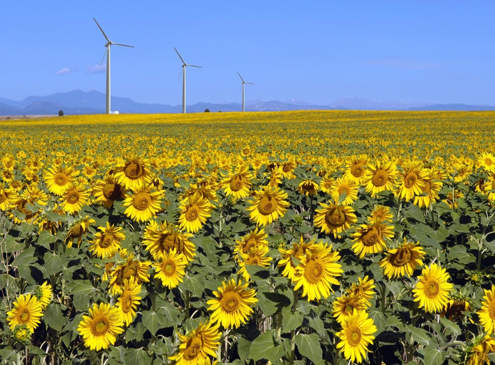 Sunflower field with wind turbines