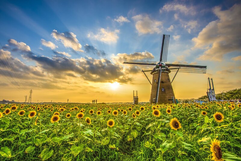 Sunflower Field with Windmill