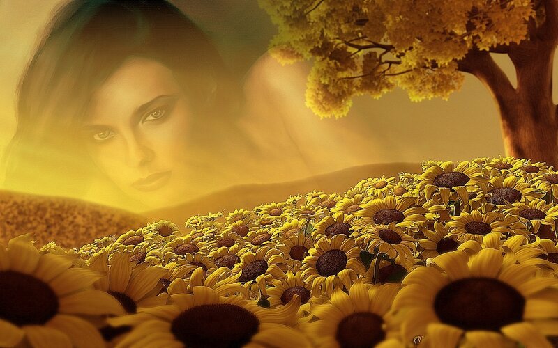 Sunflower field with woman's face