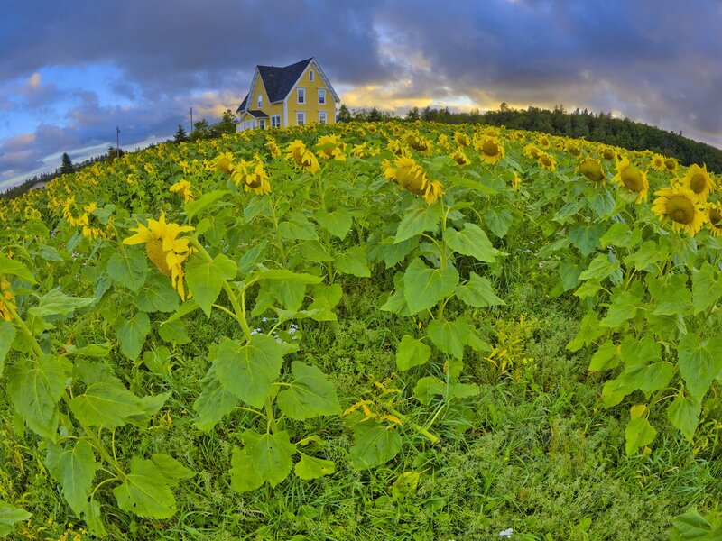 Sunflower field with yellow house