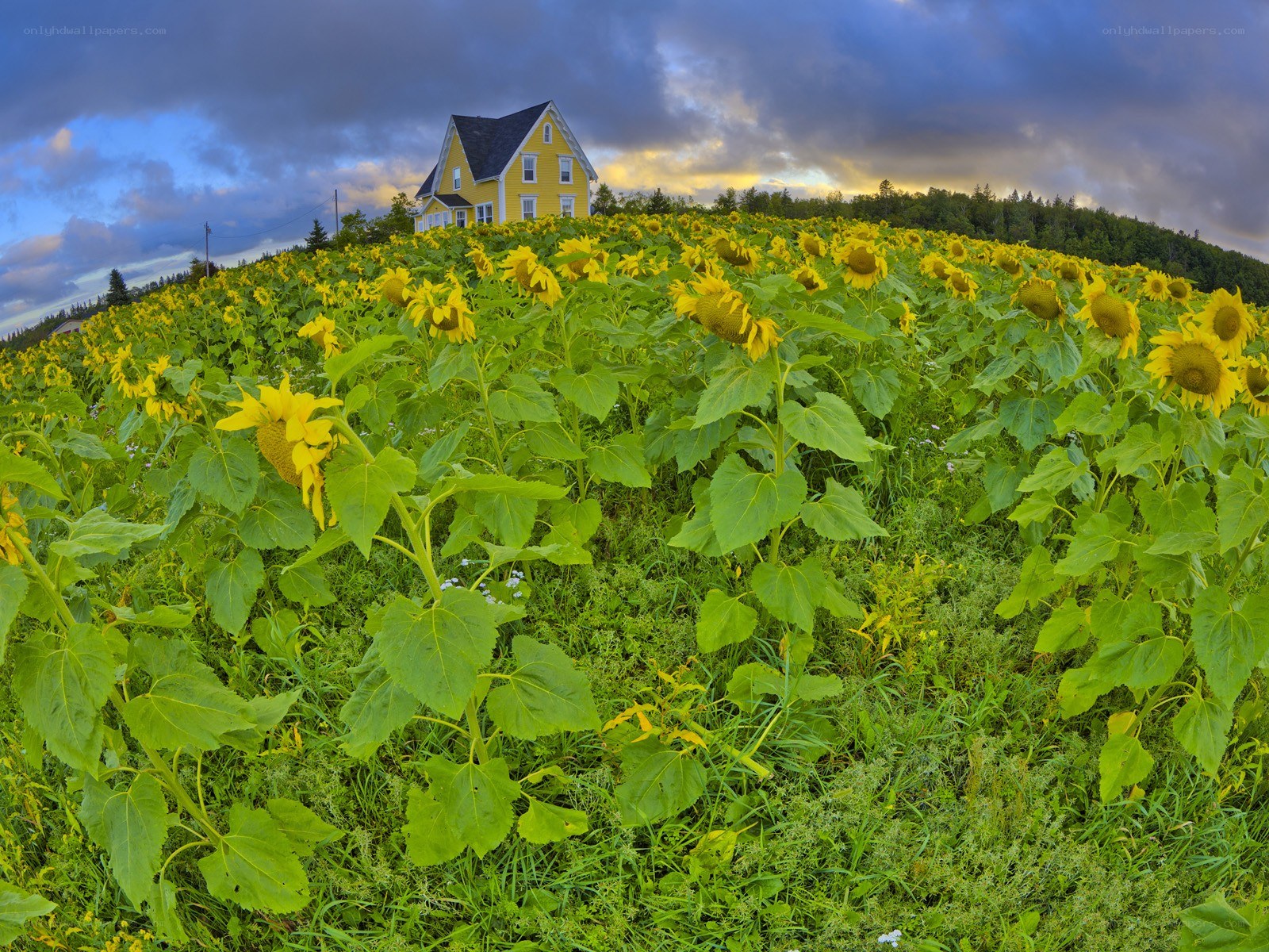 Sunflower field with yellow house