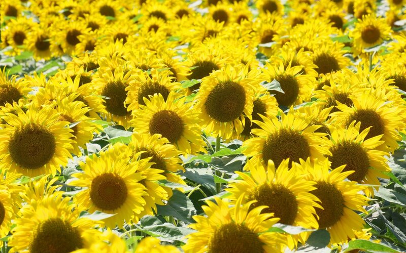 Sunflower Field — Yellow, Bright, Afternoon, Photograph, Flowers
