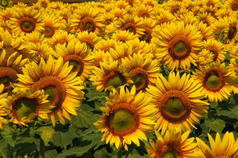 Sunflower Field — Yellow, Bright, Afternoon