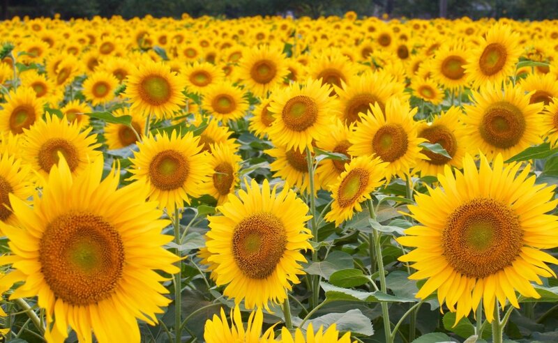 Sunflower Field — Yellow, Bright, Summer, Photograph, Flowers, Leaves, Stems